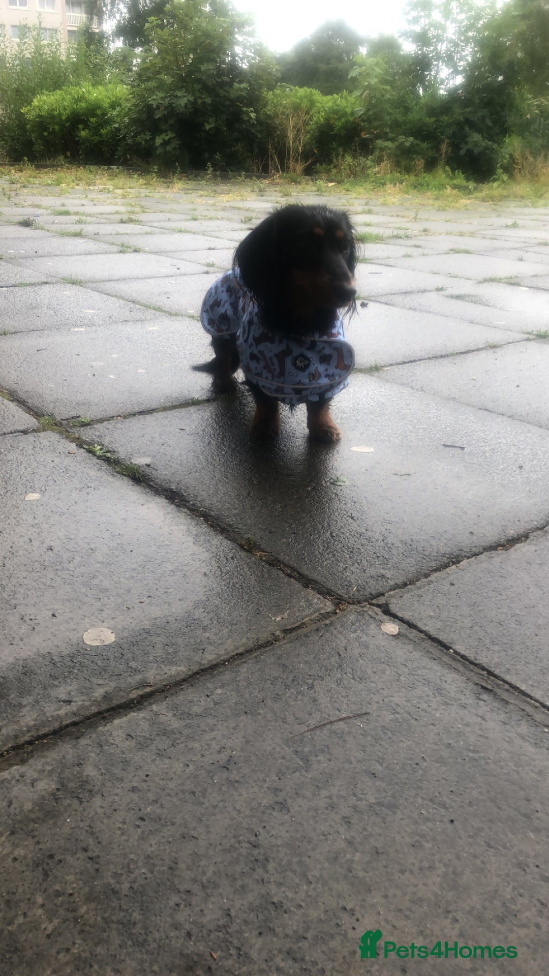 Miniature Dachshund dogs for stud: Mini dachshund for stud  - Advert 3