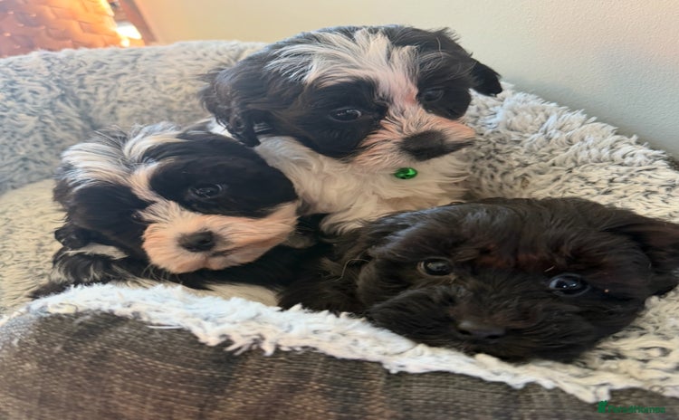 Shihpoo dogs Toy Shih-Poo Puppies (Shih-Tzu x Toy Poodle) - Advert 2