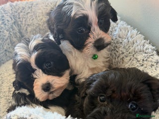 Shihpoo dogs Toy Shih-Poo Puppies (Shih-Tzu x Toy Poodle) - Advert 10