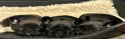 French Bulldog dogs for sale: French Bulldog puppies in Redditch - Advert 8