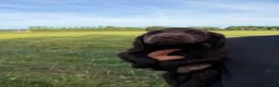 Cocker Spaniel dogs for sale: Working cocker spaniels  - Advert 4