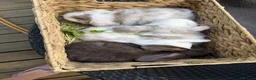 Mini Lop rabbits for sale: Stunning mini lops - Advert 3