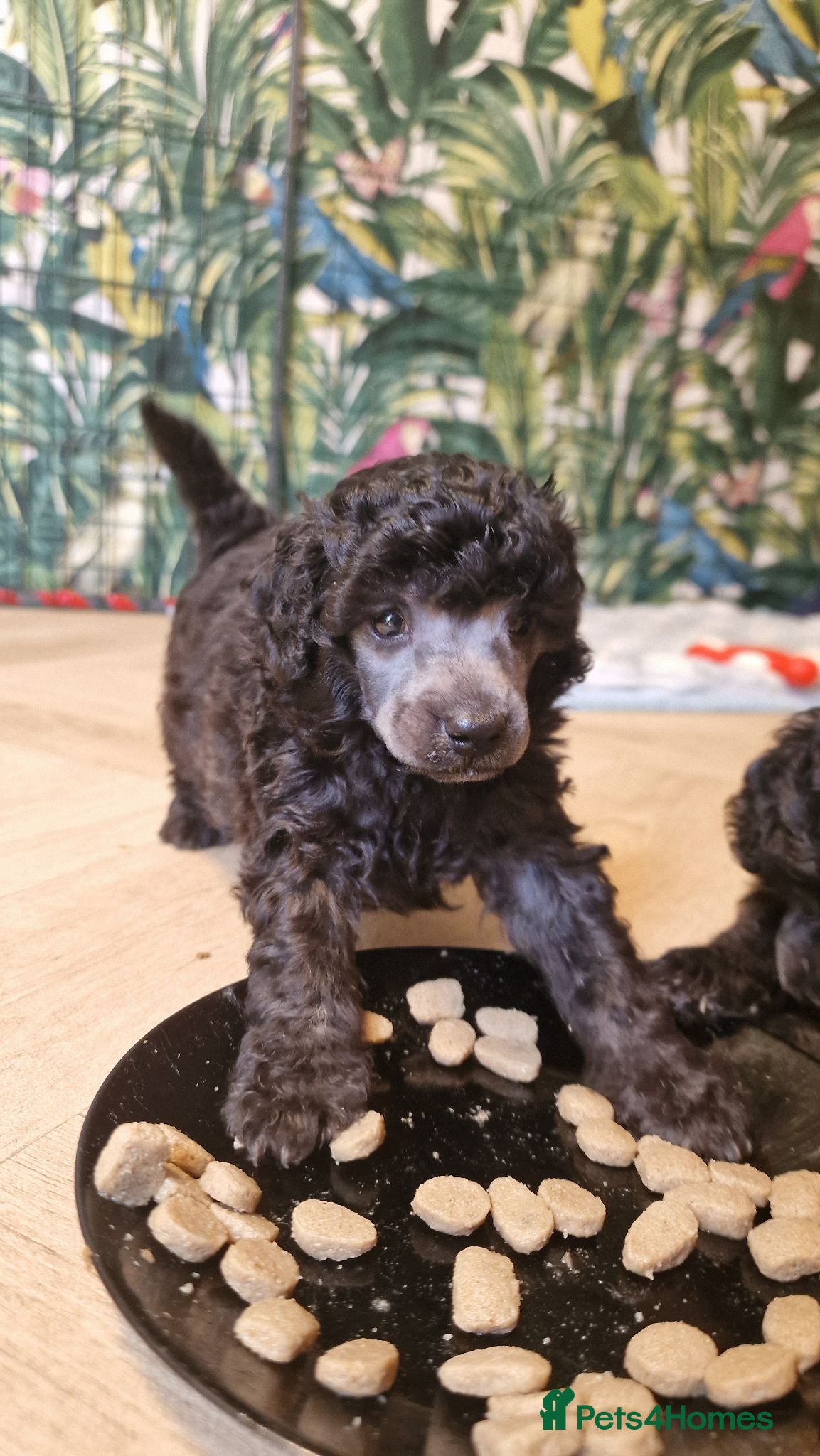 Toy Poodle dogs Update(23.9) silver toy - Advert 2
