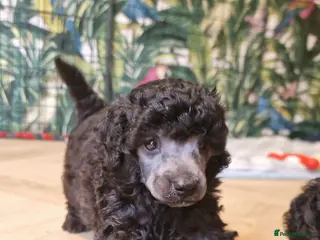Toy Poodle dogs Update(23.9) silver toy - Advert 2