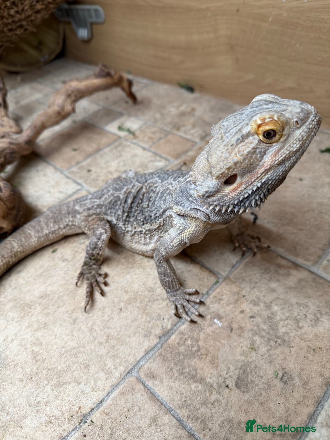 Bearded Dragon reptiles for sale: Male Bearded Dragon - rehome  - Advert 4