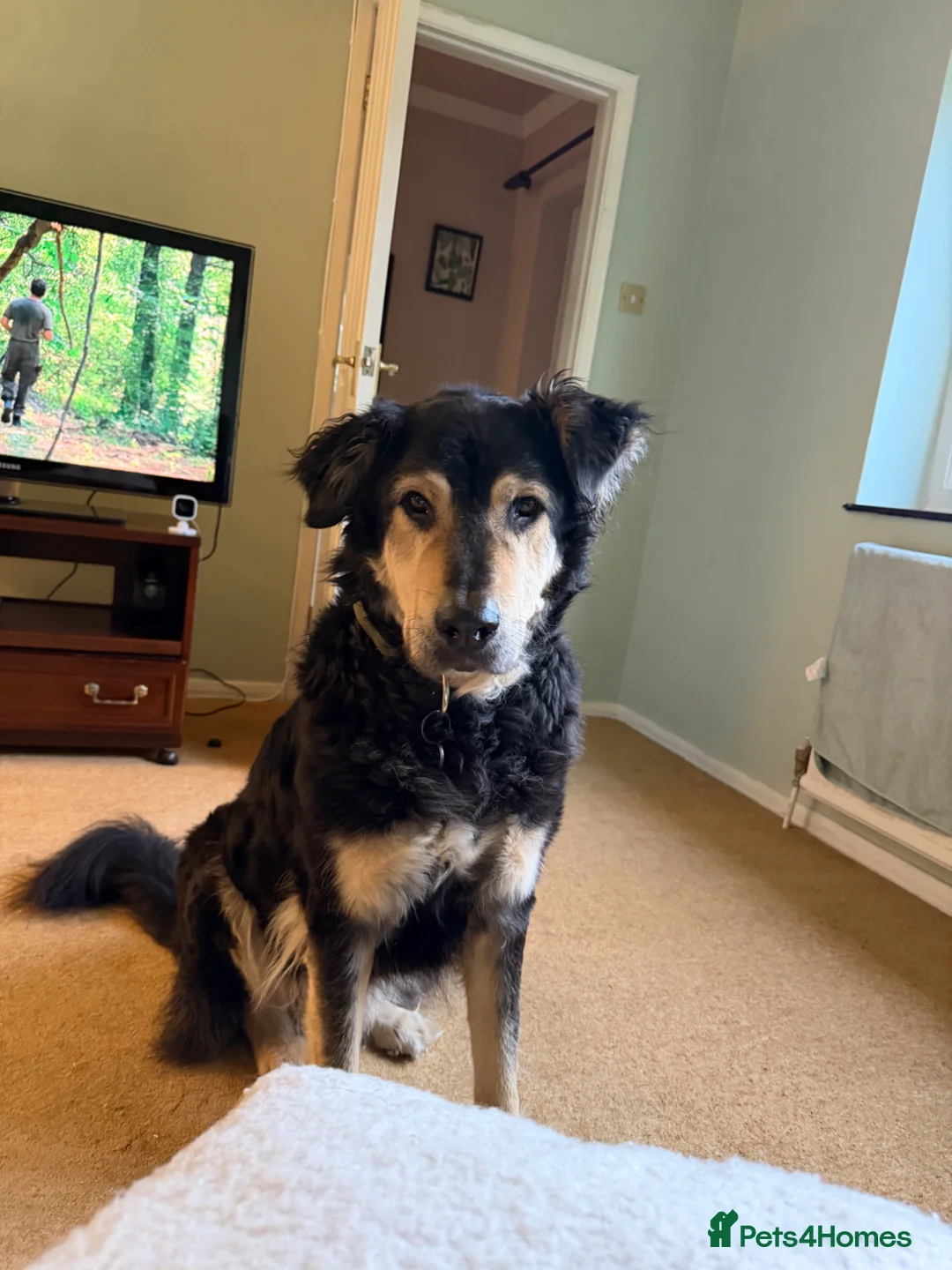 Mixed Breed dogs for sale:  Bear  - Advert 2