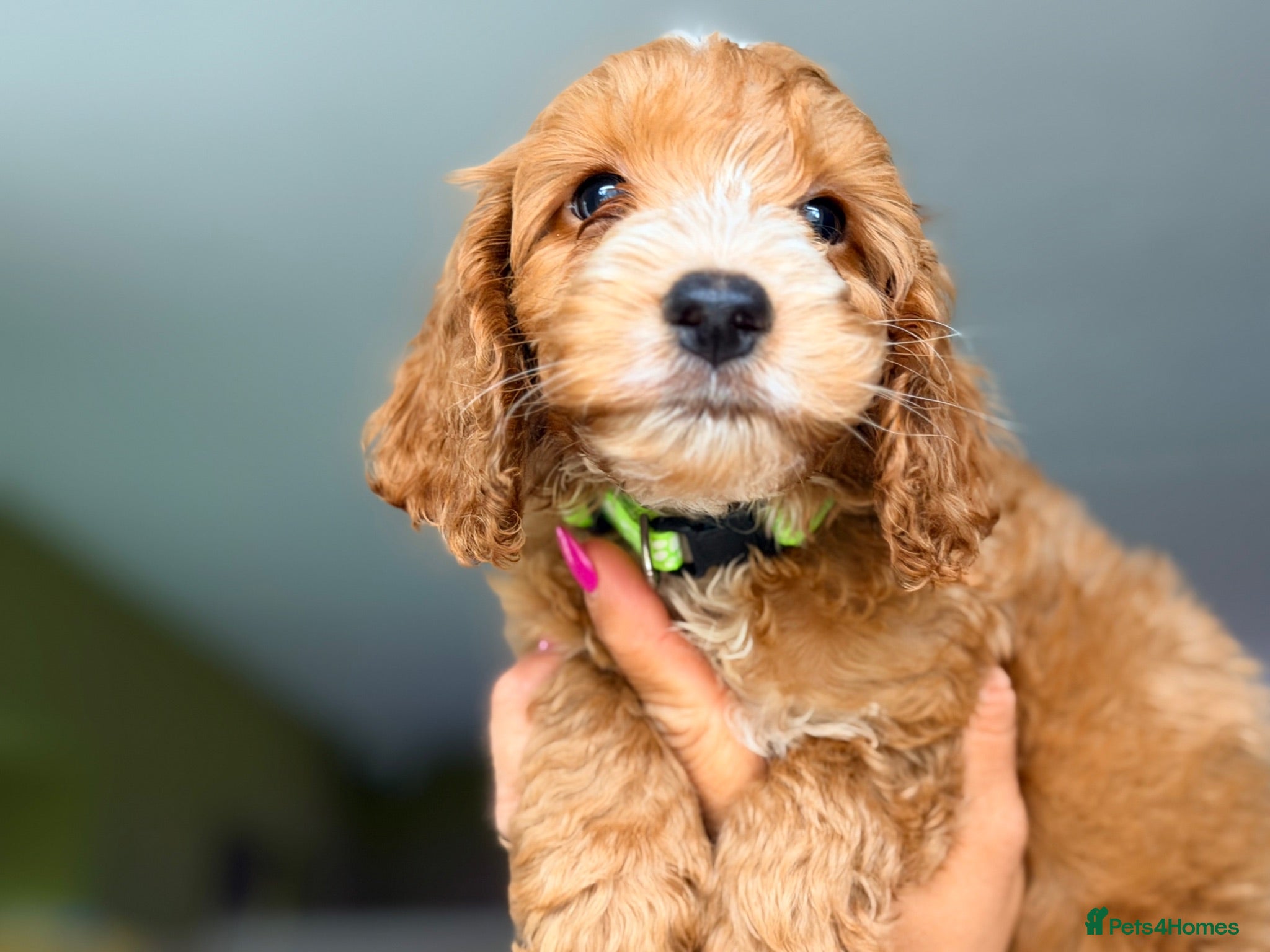 Cockapoo dogs F1 Cockapoo Pups Ready to go if you are Ready  - Advert 1