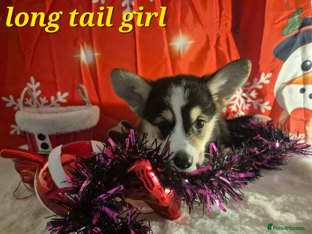 Welsh Corgi Pembroke dogs for sale: Kc reg Serbian lined bob & longtail - Advert 15