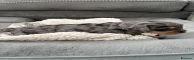 Cockapoo 1