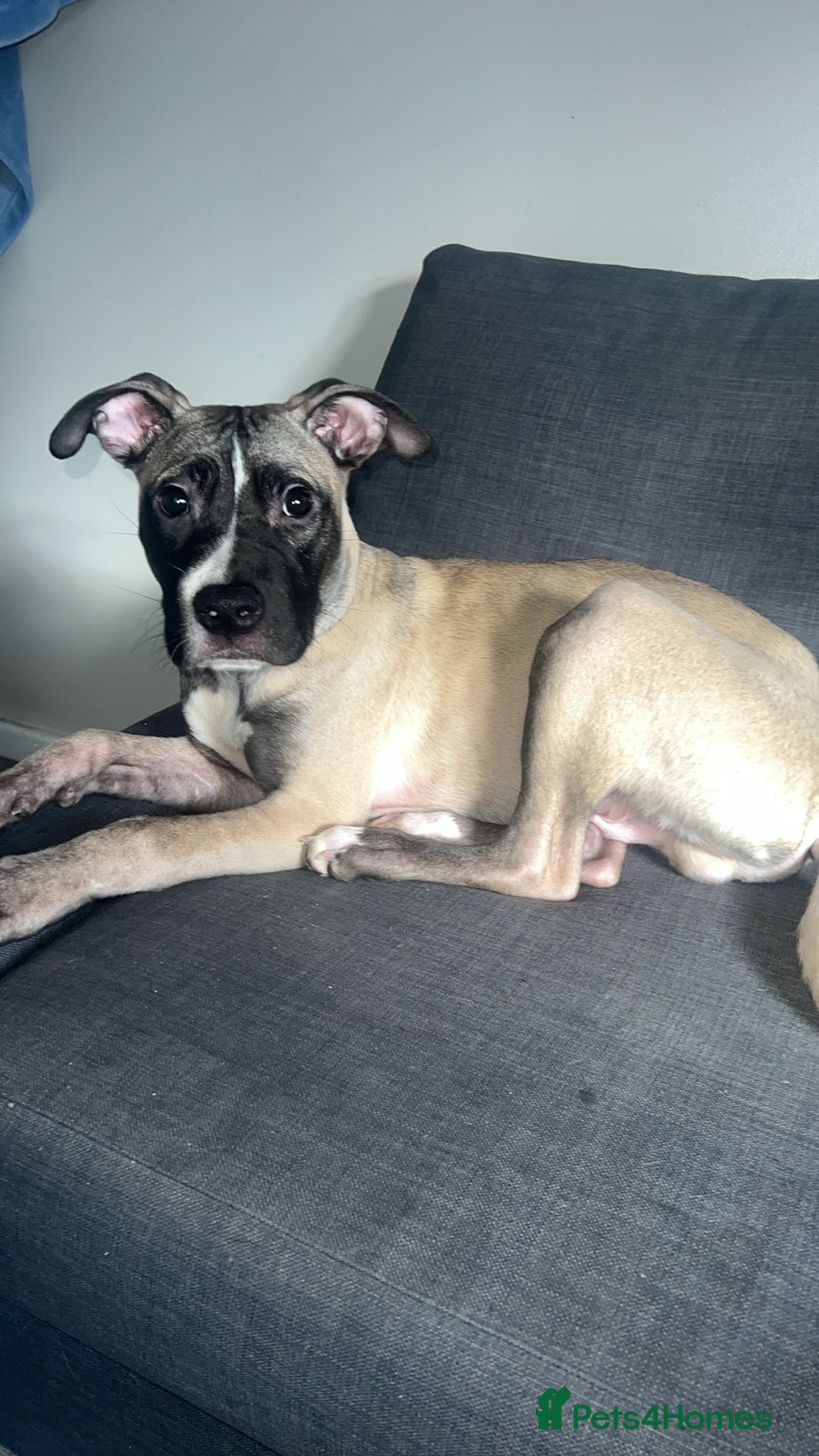 Mixed Breed dogs 7 month old staff  ** tiff  - Advert 5