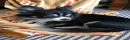 Chihuahua dogs for sale: Longhaired chihuahua puppies - Advert 26