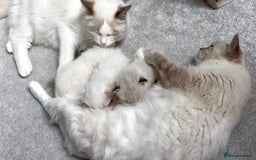 Ragdoll cats for sale: 5 beautiful and healthy Ragdoll kittens - Image 7