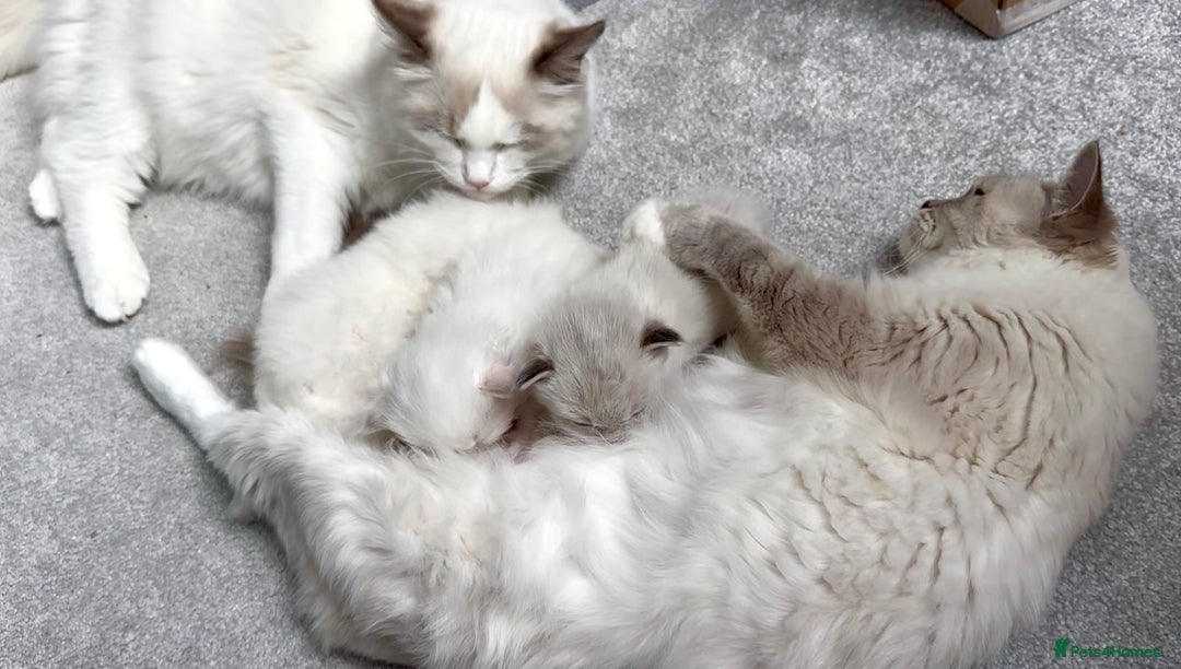 Ragdoll cats for sale: 5 beautiful and healthy Ragdoll kittens - Image 7