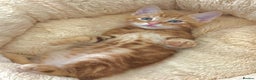 Mixed Breed cats for sale: GORGEOUS THREE MUSKETEERS - Advert 5