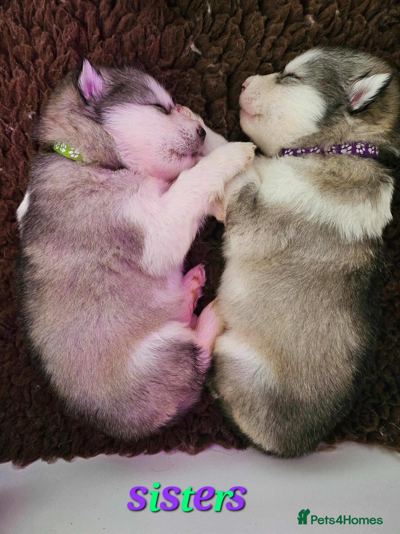 Alaskan Malamute dogs Full Alaskan Malamute puppies  - Advert 16