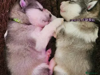 Alaskan Malamute dogs Full Alaskan Malamute puppies - Advert 16