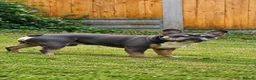 French Bulldog dogs for sale: Rehoming our lovely boy - Advert 1
