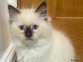 Ragdoll cats 🔷Exclusive Genuine 100 % Traditional Ragdolls - Advert 1