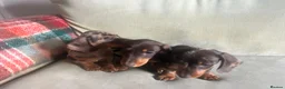 Miniature Dachshund dogs for sale: 4 miniature dachshunds - Advert 21