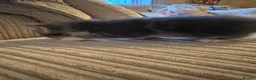 Mixed Breed cats for sale: Five mixed breed - Advert 13