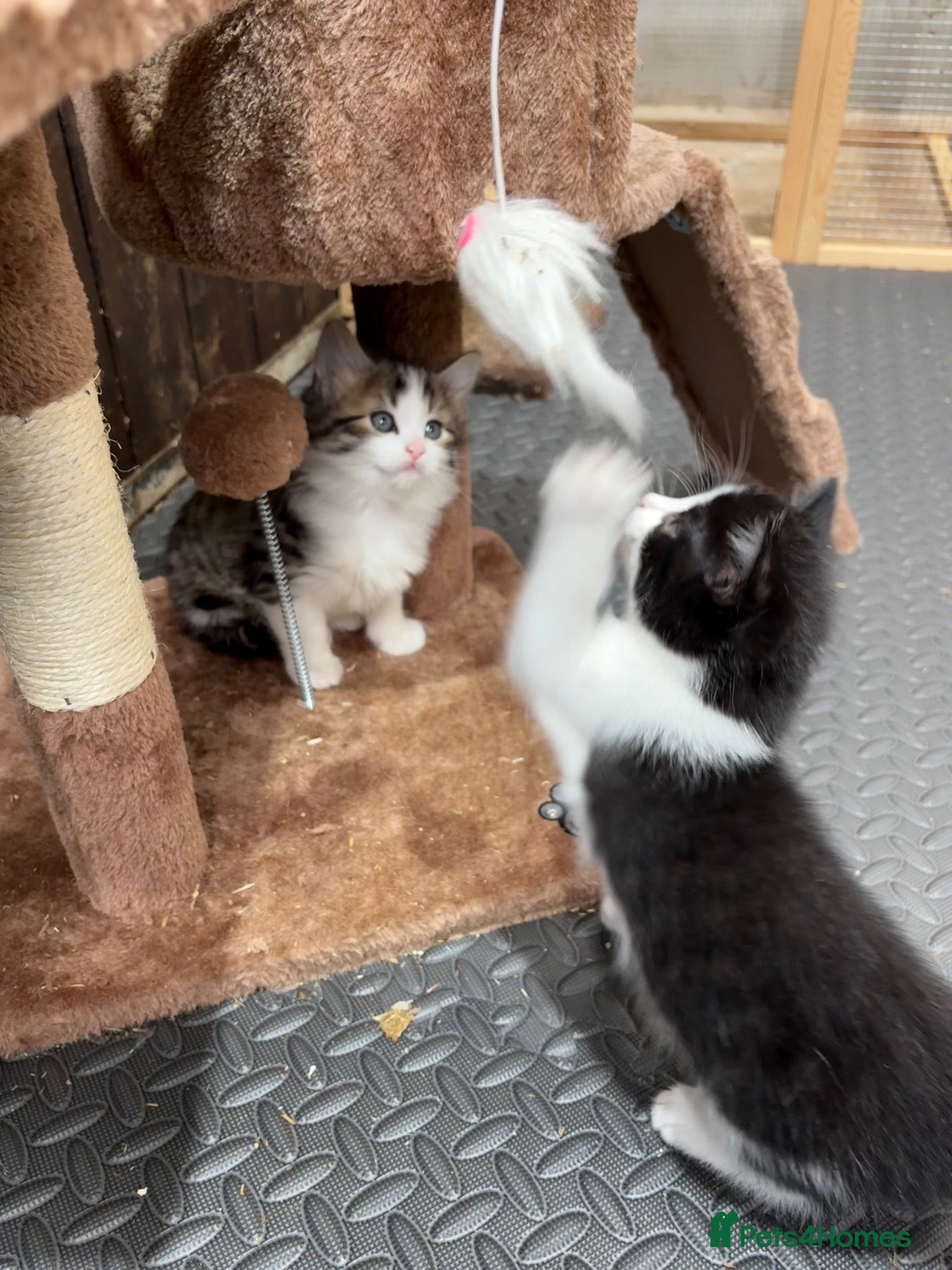 Mixed Breed cats beautiful Siberian/American shorthair furbabies - Advert 1