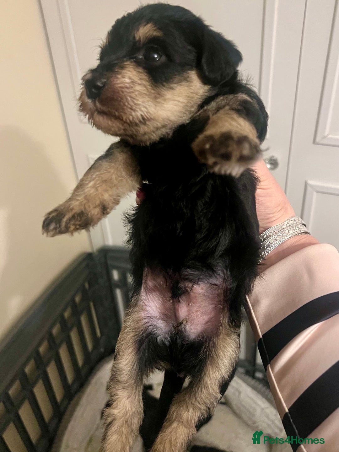 Mixed Breed dogs for sale: 🐾🐶Adorable and very cute Cavaschnauzer 🐶🐾 - Image 5