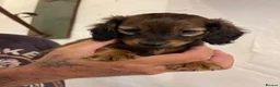Dachshund dogs for sale: Miniature longhair dachshunds for sale - Advert 19