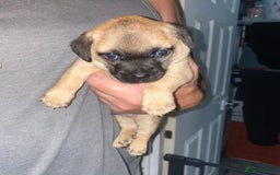 Chihuahua dogs for sale: Beautiful chihuahua pups - Image 2