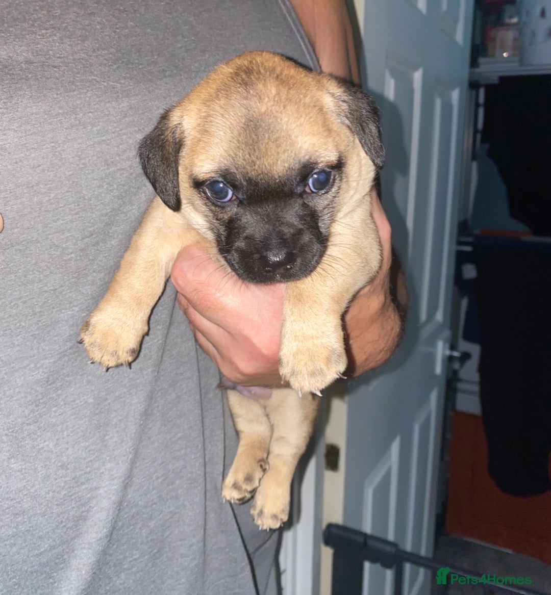 Chihuahua dogs for sale: Beautiful chihuahua pups - Image 2