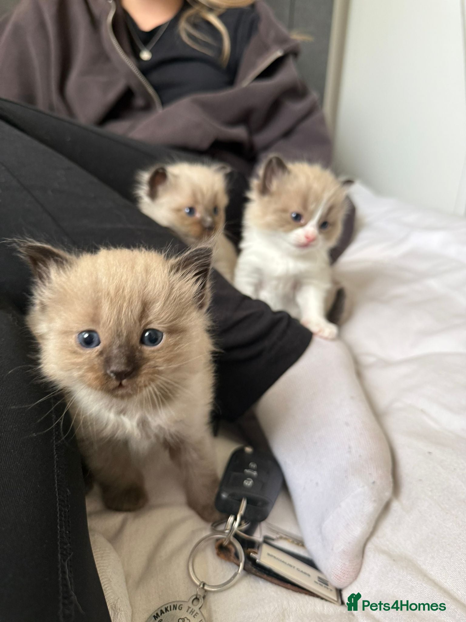 Ragdoll cats Purebred blue and mink ragdolls - Advert 16