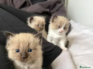 Ragdoll cats Purebred blue and mink ragdolls - Advert 1