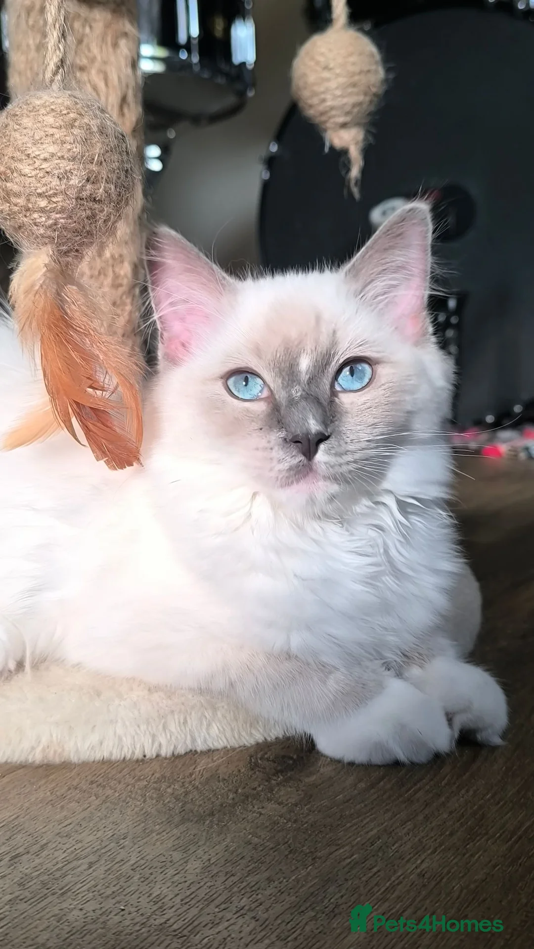 Ragdoll cats for sale: Beautiful ragdolls READY TO LEAVE FOR NEW HOME  - Advert 1
