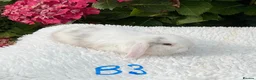 Mini Lop rabbits for sale: Pure bred mini lops baby rabbits . - Advert 9