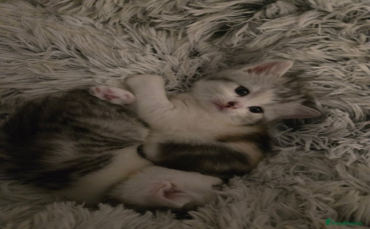 Perdoll cats - Advert 2