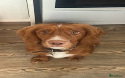 Cocker Spaniel dogs for stud: Cocker spaniel for stud - Image 7