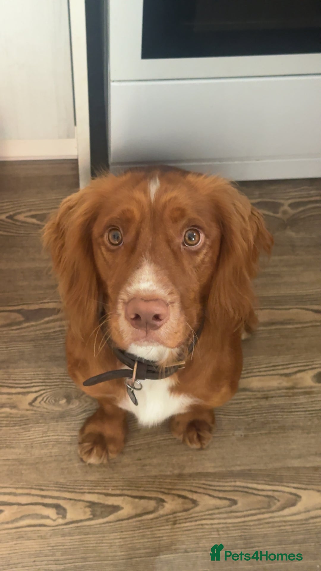 Cocker Spaniel dogs for stud: Cocker spaniel for stud - Image 7
