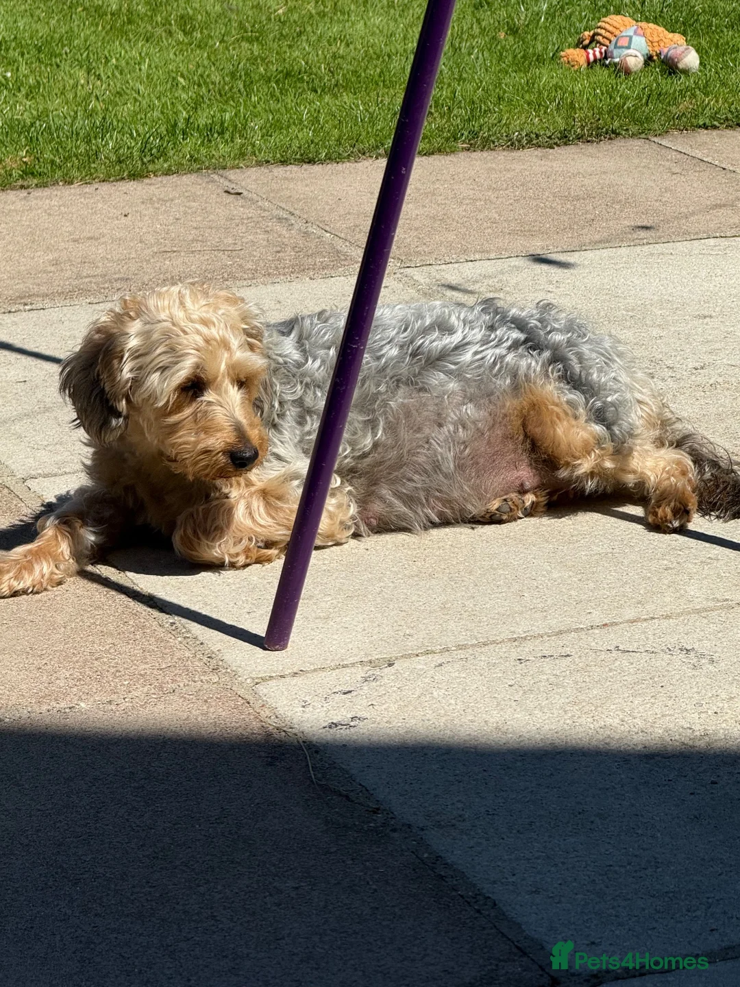 Cockapoo dogs for sale: 8 gorgeous f2 miniature cockapoo puppies  - Advert 1