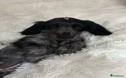 Cocker Spaniel dogs for sale: Blue roan show cocker spaniel  - Image 7