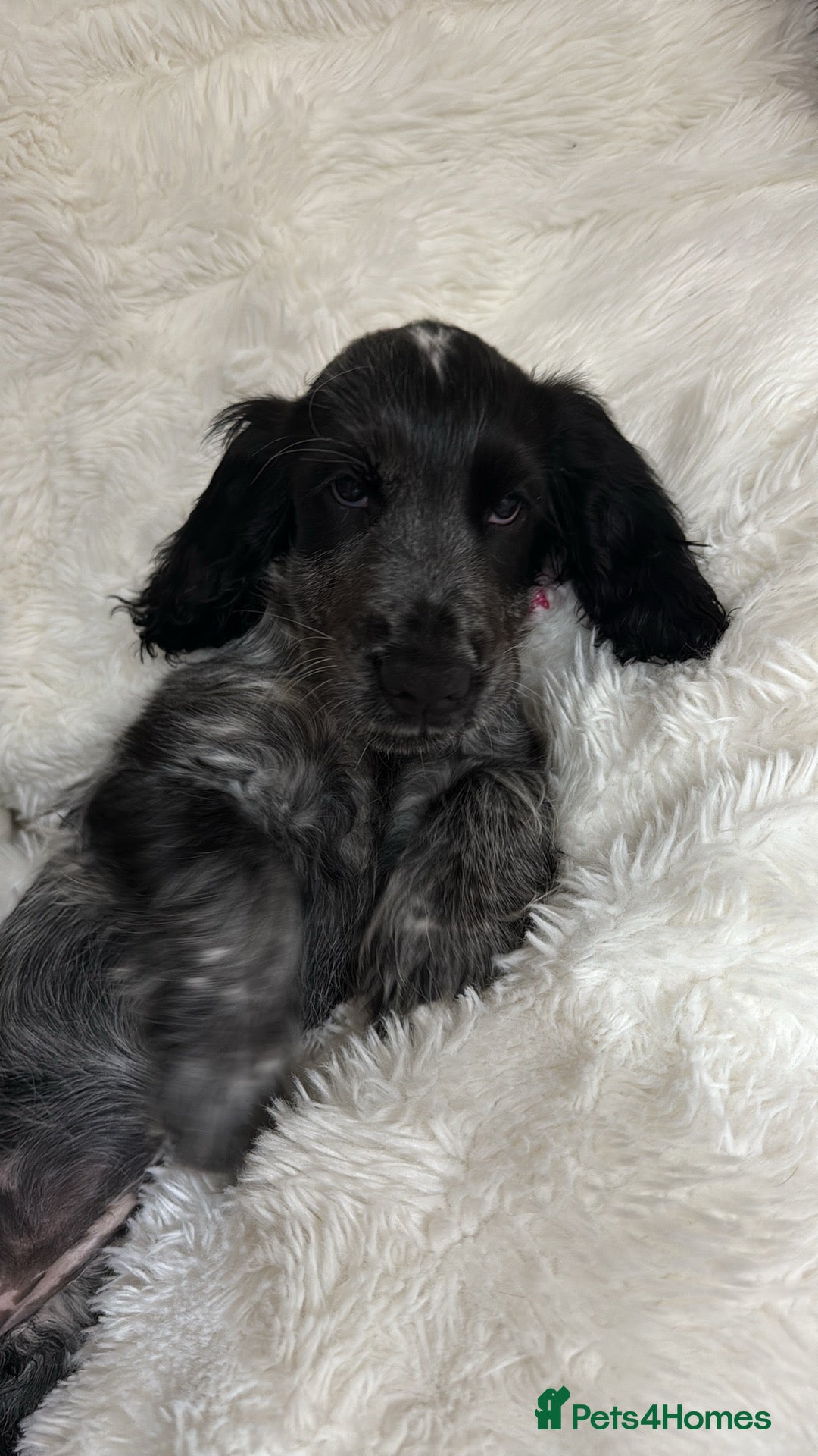 Cocker Spaniel dogs for sale: Blue roan show cocker spaniel  - Image 7