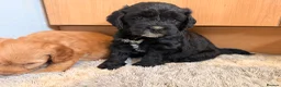Cockapoo dogs for sale: 🏡Ready to leave cockerpoos 🐶🏡 in Marlborough - Advert 10