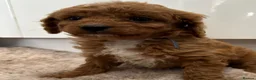 Cavapoo dogs for sale: Beautiful f1b puppies  - Advert 7