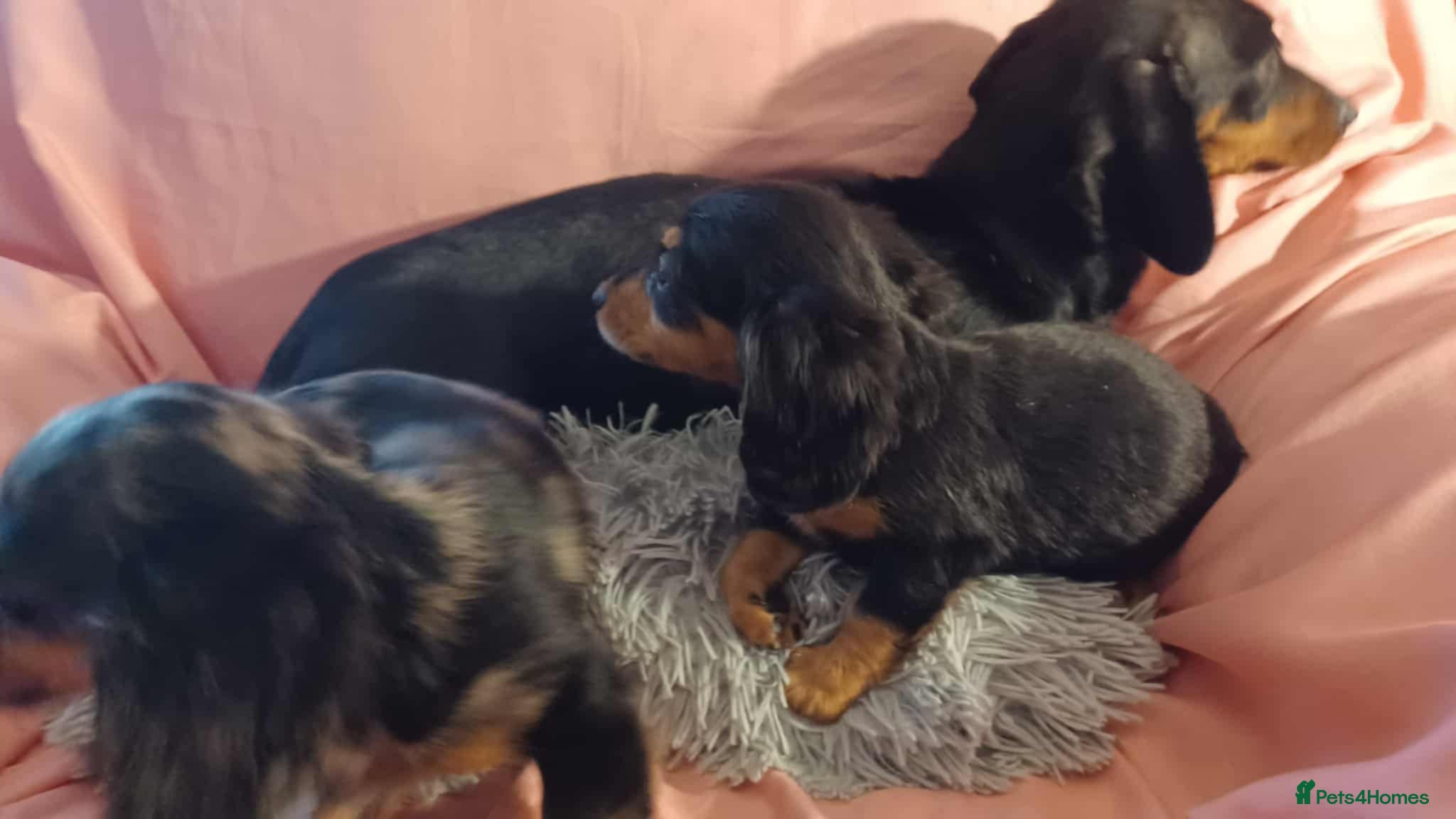 Dachshund dogs Dachshund puppies  - Advert 4