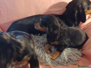 Dachshund dogs Dachshund puppies - Advert 13