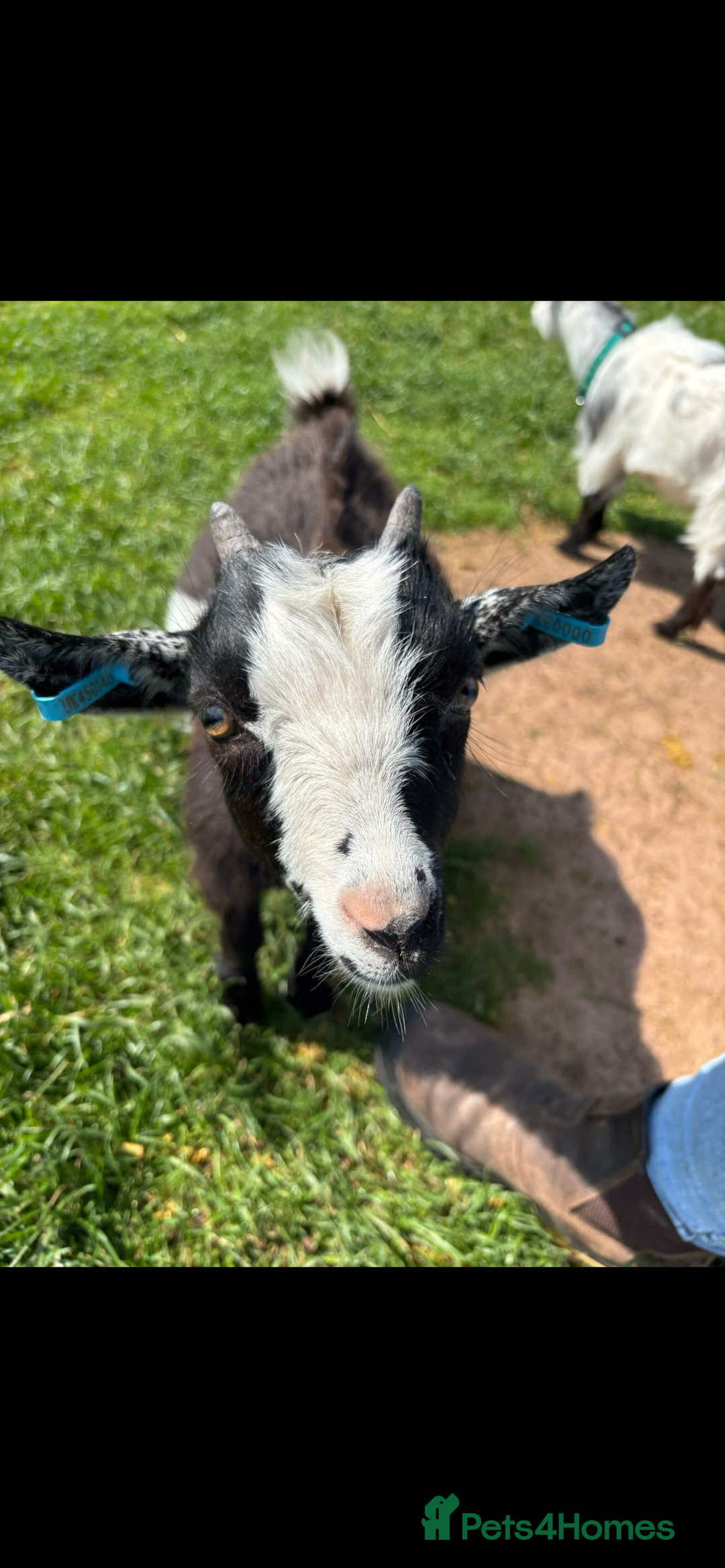 Goats livestock for sale: 2 Pygmy Wethers - Image 4