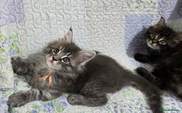 Maine Coon cats for sale: Gorgeous GCCF Maine Coons poss Active - Image 26