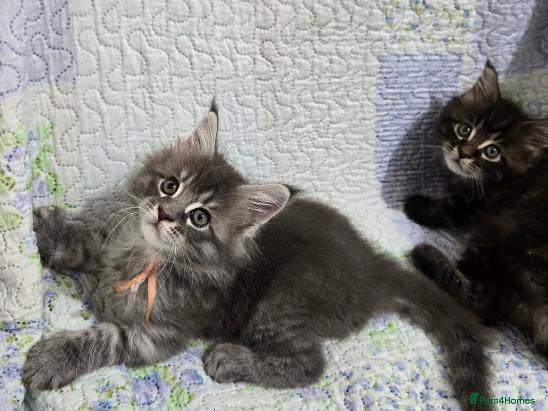Maine Coon cats for sale: Gorgeous GCCF Maine Coons poss Active - Image 26