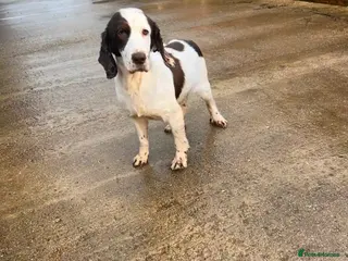 Cocker Spaniel dogs Cocker Spaniel - Advert 4