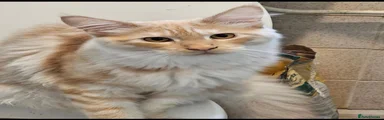 Maine Coon 1