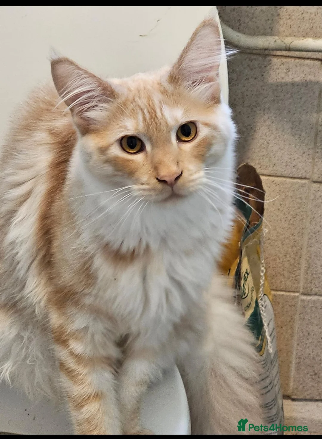 Maine Coon cats for sale: Have to rehome my furbaby - Advert 1