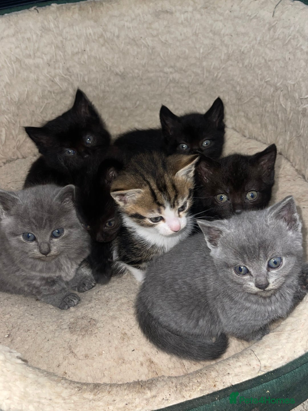 British Shorthair cats for sale: BSH kittens - Advert 2